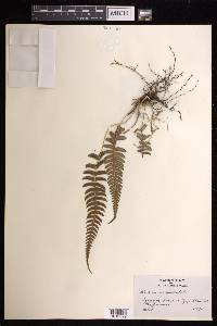 Blechnum occidentale image