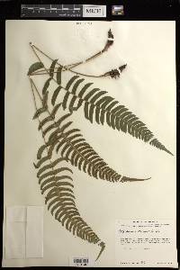 Blechnum occidentale image