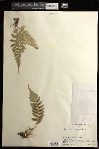 Blechnum occidentale image