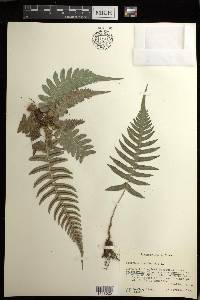 Blechnum occidentale image
