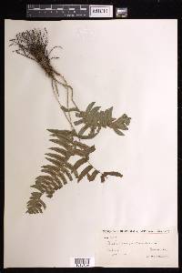 Blechnum occidentale image