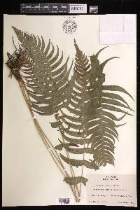 Blechnum occidentale image