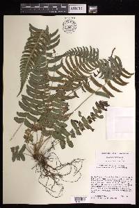 Blechnum occidentale image