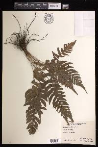 Blechnum occidentale image