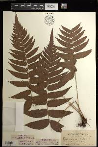 Blechnum occidentale image