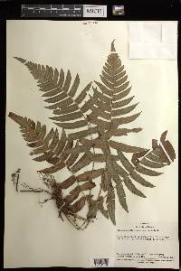 Blechnum occidentale image