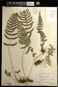 Blechnum occidentale image