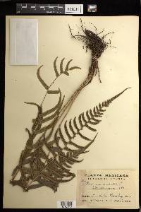 Blechnum occidentale image