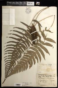 Blechnum occidentale image