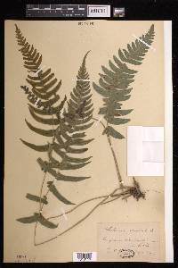 Blechnum occidentale image