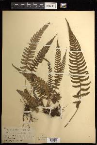 Blechnum occidentale image