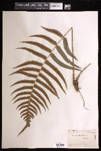 Blechnum occidentale image