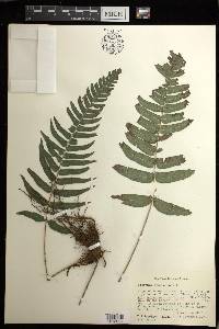 Blechnum occidentale image