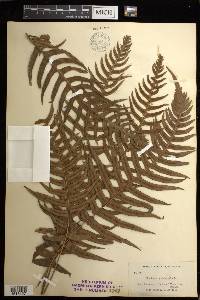 Blechnum occidentale image