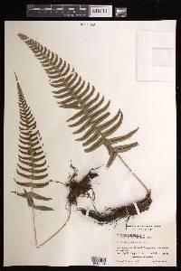 Blechnum occidentale image