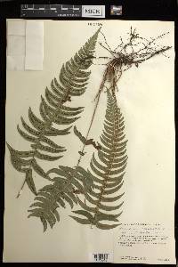 Blechnum occidentale image