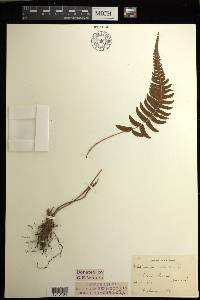 Blechnum occidentale image