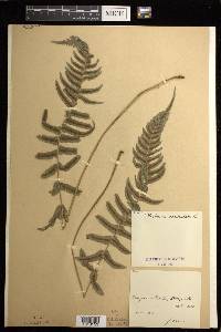 Blechnum occidentale image