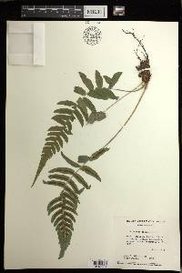 Blechnum occidentale image