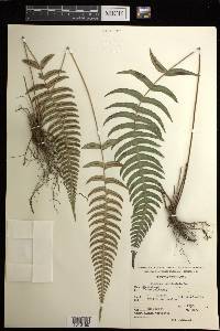 Blechnum occidentale image