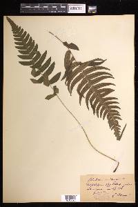 Blechnum occidentale image