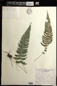 Blechnum occidentale image