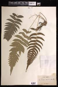 Blechnum occidentale image