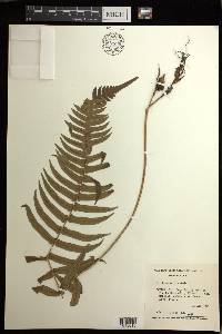 Blechnum occidentale image