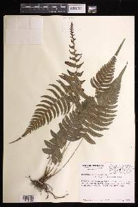 Blechnum occidentale image