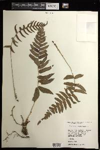 Blechnum occidentale image