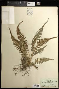 Blechnum occidentale image