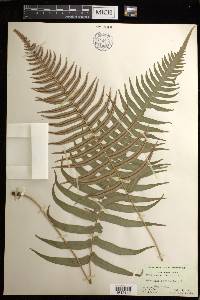 Blechnum occidentale image