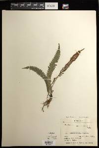 Austroblechnum membranaceum image