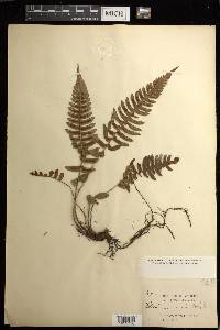 Blechnum occidentale image