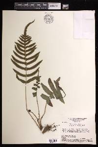 Blechnum occidentale image