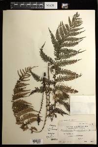 Diploblechnum fraseri image