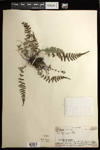 Blechnum medium image