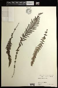 Blechnum medium image