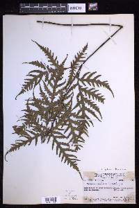 Tectaria bamleriana image