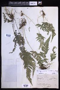 Polystichopsis pubescens image