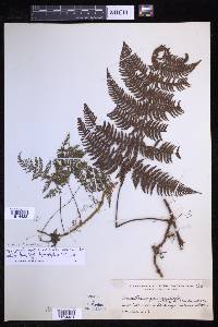 Davallia wagneriana image