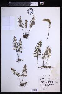 Pleopeltis polypodioides image