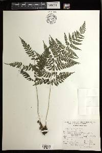 Athyrium dombeyi image