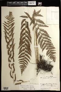 Athyrium bourgaei image