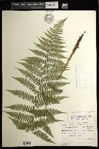 Athyrium asplenioides var. cyclosorum image