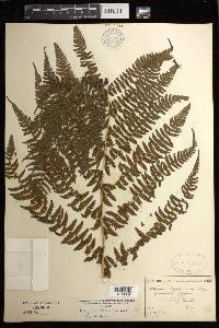 Athyrium filix-femina subsp. sitchense image