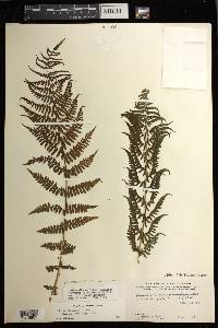 Athyrium asplenioides var. cyclosorum image