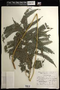 Woodwardia spinulosa image