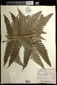 Woodwardia spinulosa image