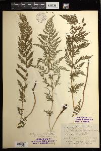 Athyrium americanum image